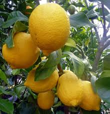 Citrus eureka lemon 